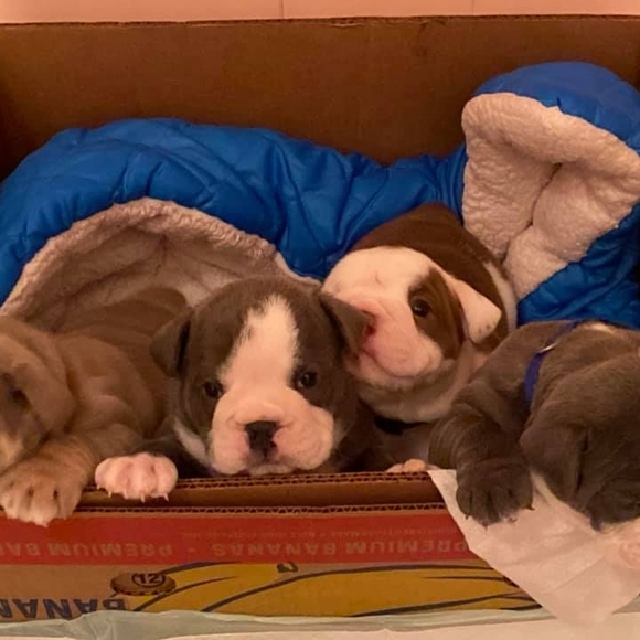 Meet your Posher, Bobbie - Picture 1 of 1